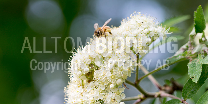 Biväxter - Rönn (Sorbus aucuparia)