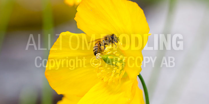 Biväxter - Sibirisk vallmo (Papaver croceum)