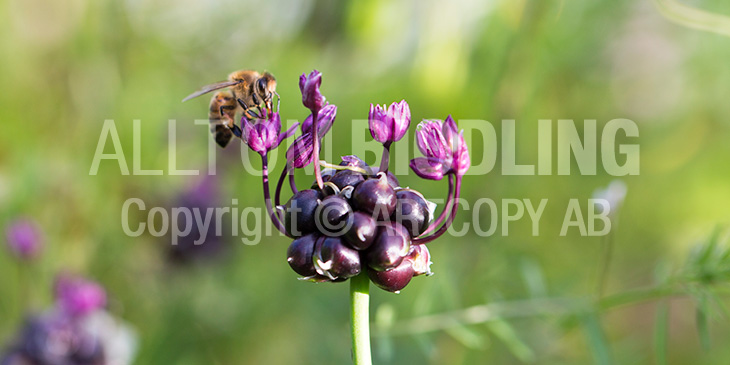 Biväxter - Skogslök (Allium scorodoprasum)