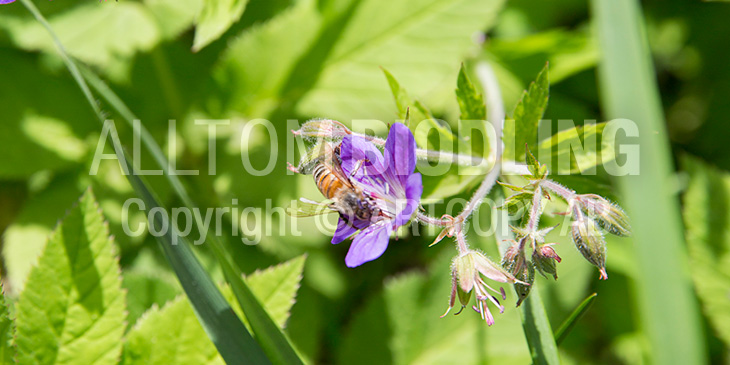 Biväxter - Skogsnäva / Midsommarblomster (Geranium sylvaticum)