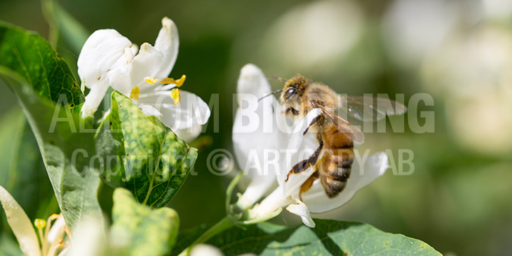 Biväxter - Skogstry (Lonicera xylosteum)