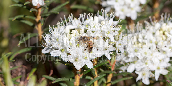 Biväxter - Skvattram (Rhododendron tomentosum)