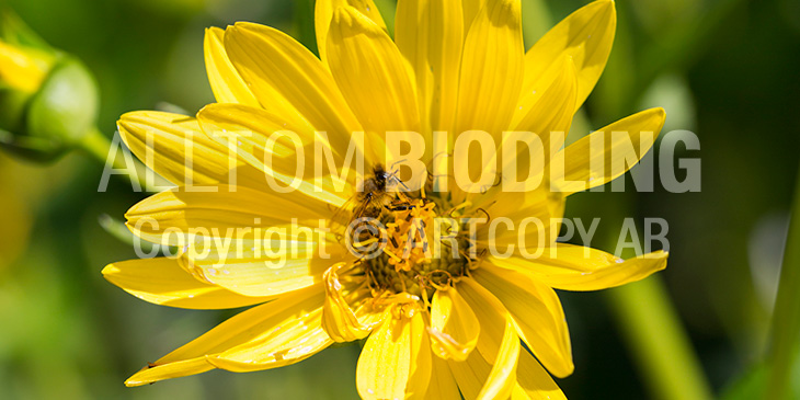 Biväxter - Skålört (Silphium perfoliatum)