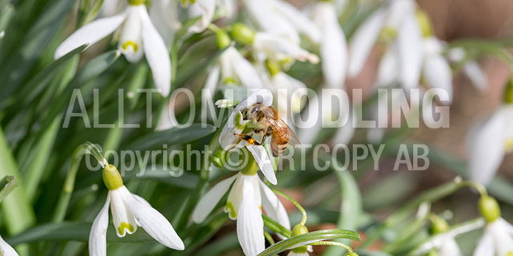 Biväxter - Snödroppe (Galanthus nivalis)