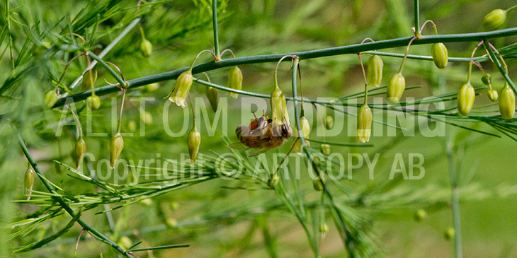 Biväxter - Sparris (Asparagus officinalis)