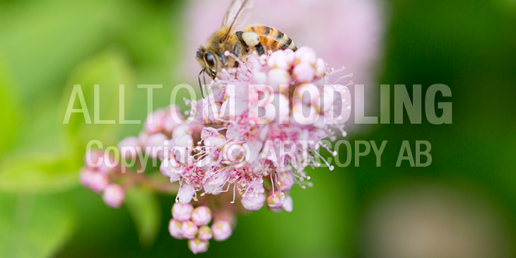 Biväxter - Spirea (Spiraea spp.)