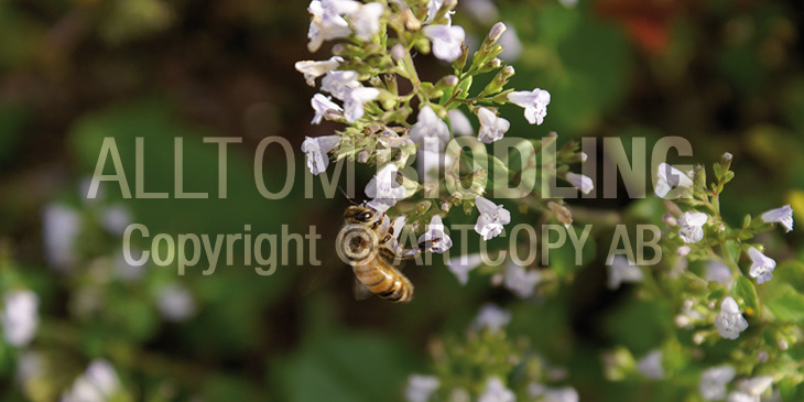 Biväxter - Stenkyndel (Calamintha nepeta)