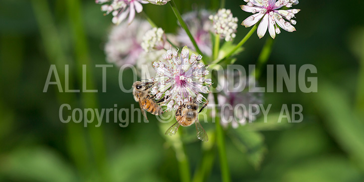 Biväxter - Stjärnflocka (Astrantia major)