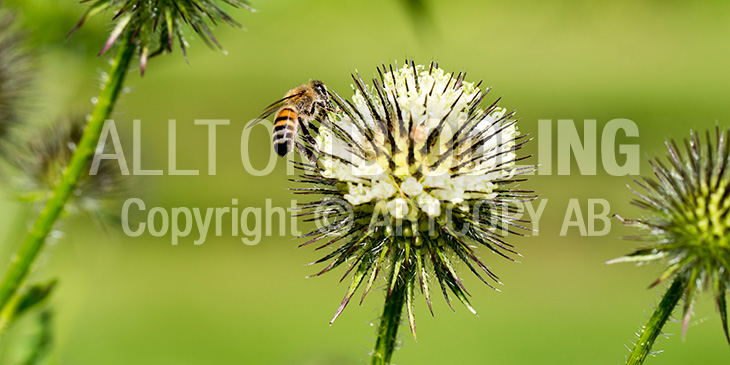 Biväxter - Sträv kardvädd (Dipsacus strigosus)