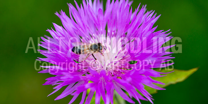 Biväxter - Strävklint (Centaurea dealbata)