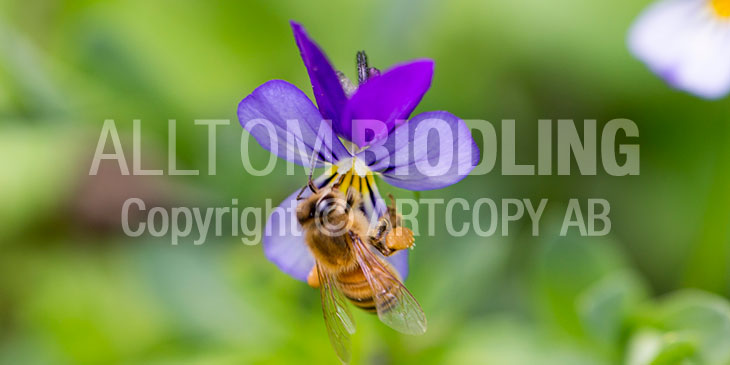 Biväxter - Styvmorsviol (Viola tricolor)