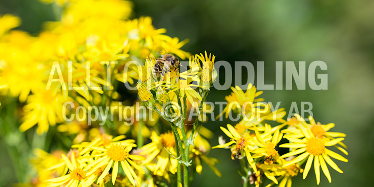 Biväxter - Stånds (Senecio jacobaea)