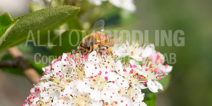 Biväxter - Svart aronia (A. melanocarpa)