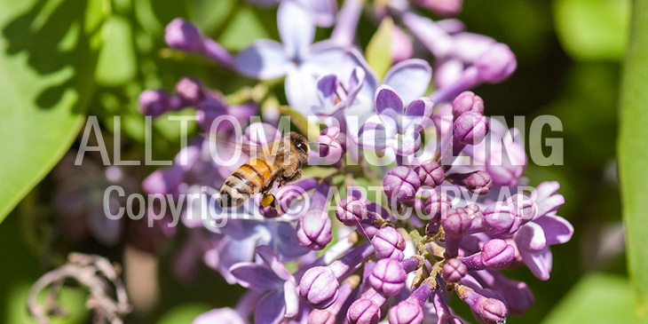 Biväxter - Syren / bondsyren (Syringa vulgaris)