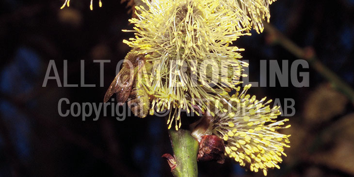 Biväxter - Sälg (Salix caprea)