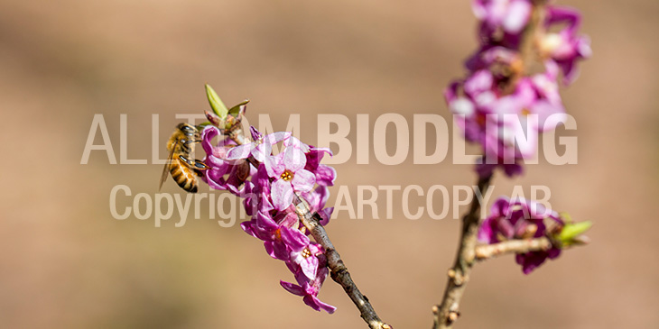 Biväxter - Tibast (Daphne mezereum)