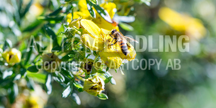 Biväxter - Tok / Ölandstok (Potentilla fruticosa)