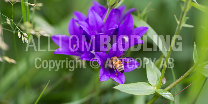 Biväxter - Toppklocka (Campanula glomerata)