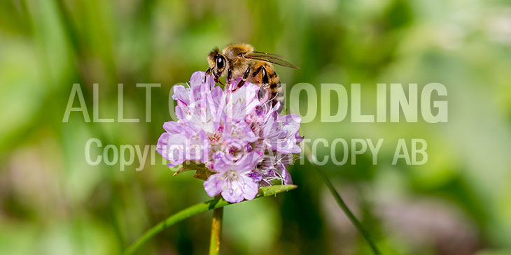 Biväxter - Trift (Armeria maritima)