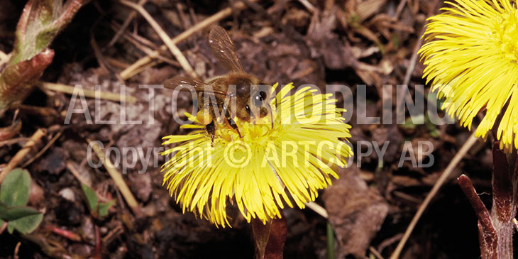 Biväxter - Hästhov / Tussilago (Tussilago farfara)