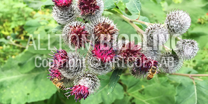 Biväxter - Ullkardborre (Arctium tomentosum)