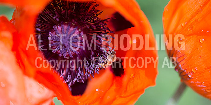 Biväxter - Vallmo (Papaver spp.)