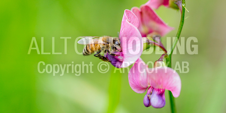 Biväxter - Vialer / Vialsläktet (Lathyrus spp.)