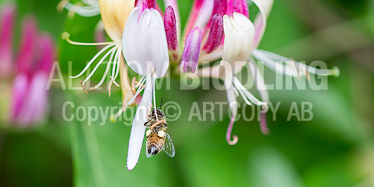 Biväxter - Vildkaprifol (Lonicera periclymenum)