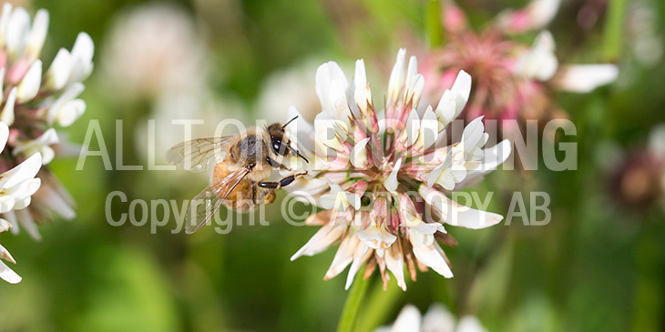 Biväxter - Vitklöver (Trifolium repens)