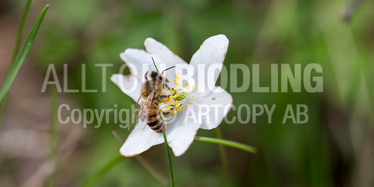 Vitsippa (Anemone nemorosa)