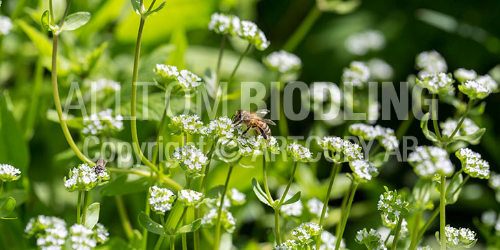 Biväxter - Vårklynne (Valerianella locusta)