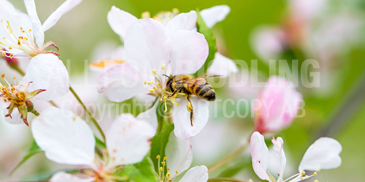 Biväxter - Äpple (Malus domestica)