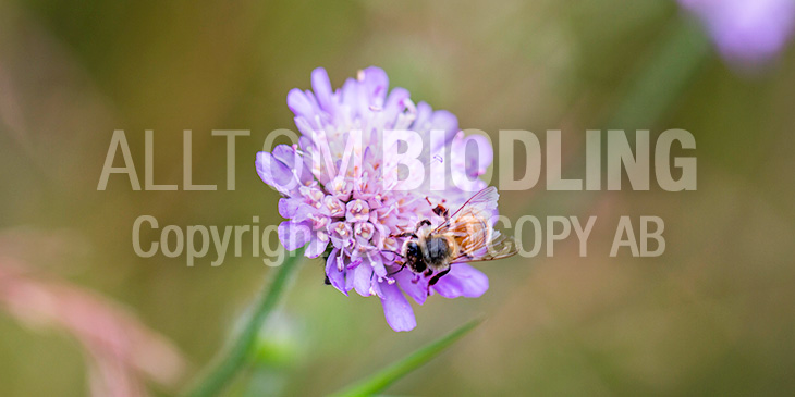 Biväxter - Åkervädd (Knautia arvensis)