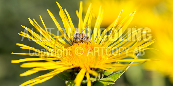 Biväxter - Ålandsrot (Inula helenium)