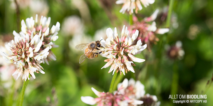 Bin är blomtrogna (honungsbin)