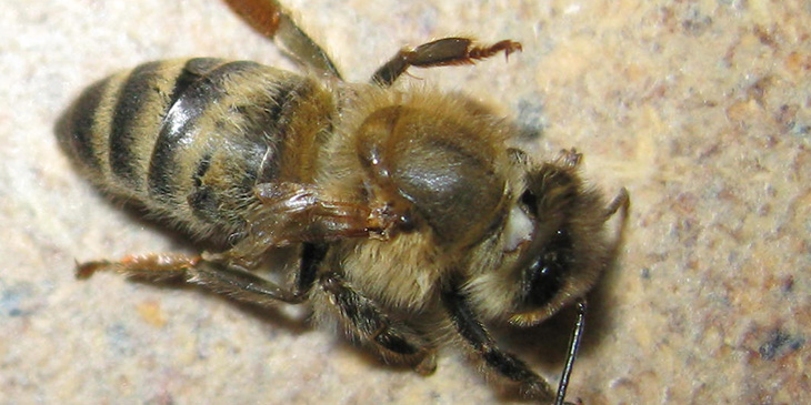 Yalangoch Inna Buslaeva Uy bekalari jinsiy aloqada bolgan porno videolar