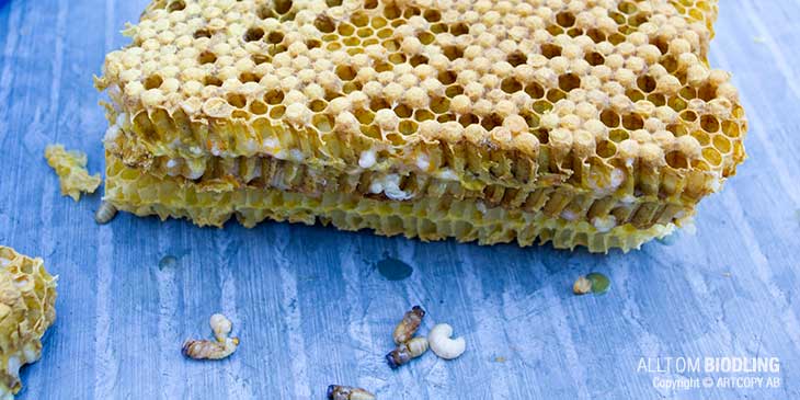 Kreol ayollarining dumbalarining fotosuratlarini koring