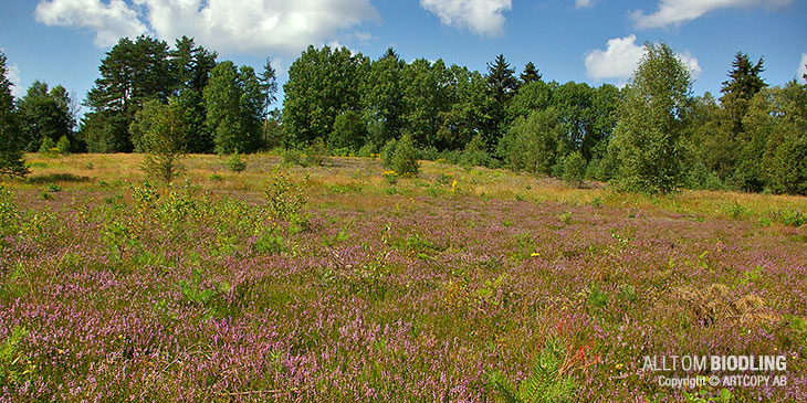 Naturvård och biodling. En gammal grustäkt planerad av markägaren och återlämnad till naturen. Här växer bland annat gullris, renfana och ljung. Bakom kullen vid skogskanten ligger den vindskyddade bigården med Martins bin. Dit finns körväg från första till sista kupan. Så ser ett fruktbart samarbete mellan markägare och biodlare ut.