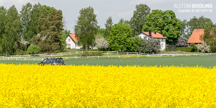 Ingen honung och pollinering med hybridraps?