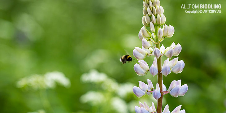 Om nu imidakloprid påverkar bina, hur påverkas då vilda insekter som humlor, fjärilar, skalbaggar m. fl. som använder sig av oljeväxternas nektar och pollen? Minskningen av humlor i landskapet är ju välkänd, men beror den bara på att miljöerna för humlorna med dikesrenar mm. har förändrats eller finns andra bakomliggande orsaker? Hur påverkas näringskedjans högre delar med fåglarna som lever på insekterna? KRA V-socker är dyrare än konventionellt socker men det kanske är en lönsam investering för att inte bisamhällena ska förloras.