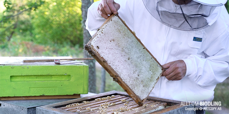 Invintring med honung / Honungsramar