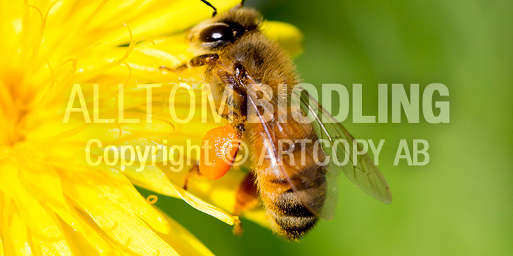 Pollenkorg / Pollenbyxor