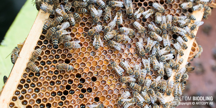 Kirish joyida yashirin kamerali jinsiy aloqa