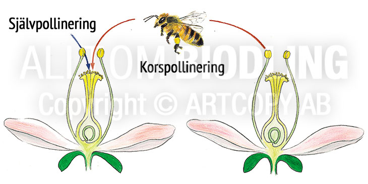 Pollinering - Självpollinering eller korspollinering