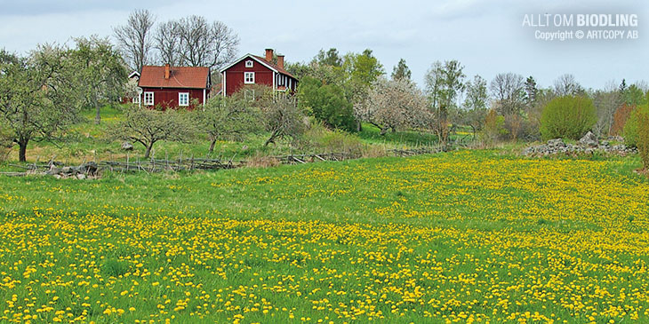 Så skördar du sorthonung