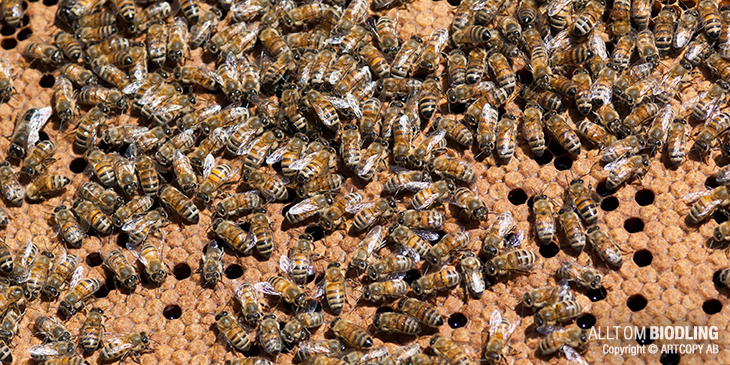 Arbetaryngel - Bisamhället - Biodling