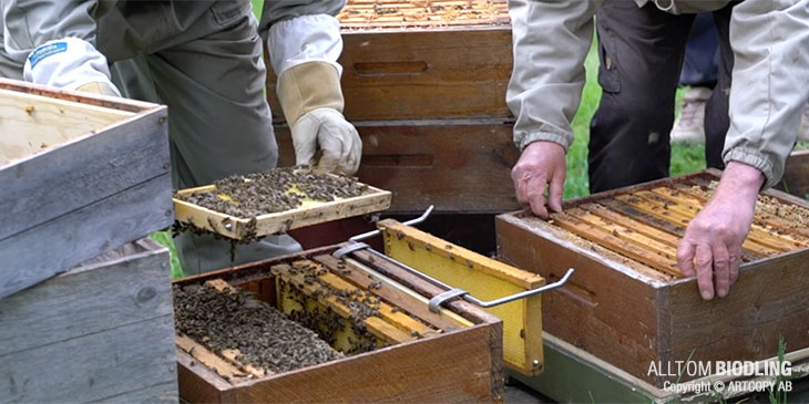 Avläggare i samma bigård - Biodling