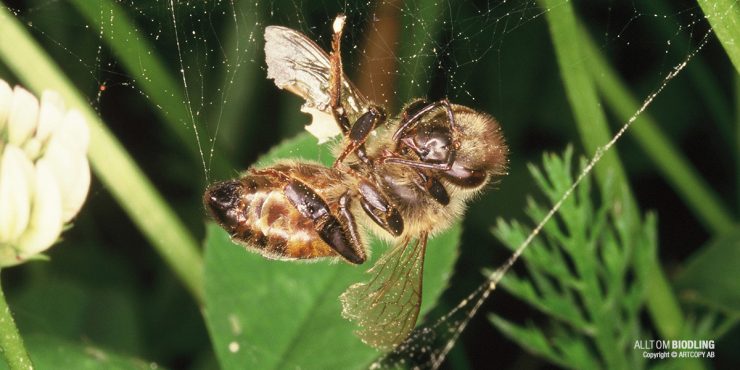 Rus Woodman porno kastinglar