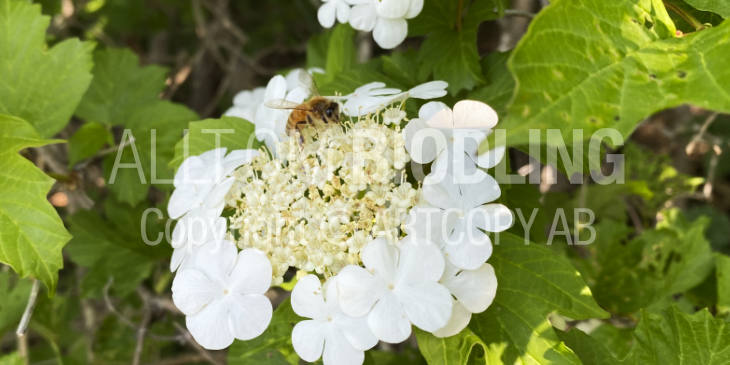 Biväxter - Olvon (Viburnum opulus)