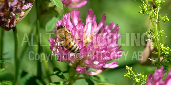 Biväxter - Skogsklöver (Trifolium medium)